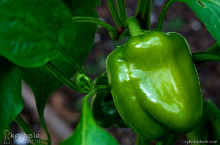 Green bell pepper