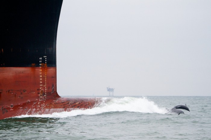 Dolphin riding wave in front of ship