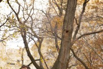 Ann Taylor Reed and Dan Shaw were photographed in Central Park, New York City, NY, Friday, November 11, 2011.