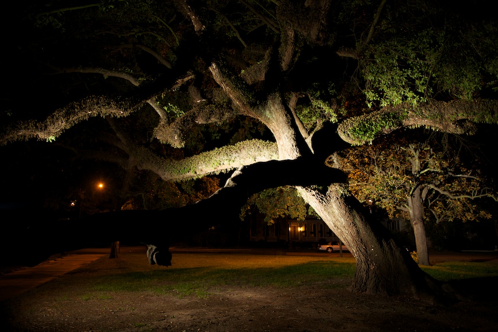 live oak in Washington Square Park