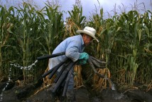 Gonzalo Saucedo changes irrigation water at a corn field near Toppenish morning Thursday, Aug. 26, 2004.