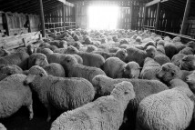 Sheep Farming in Colorado.