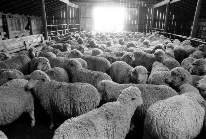 Sheep Farming in Colorado.