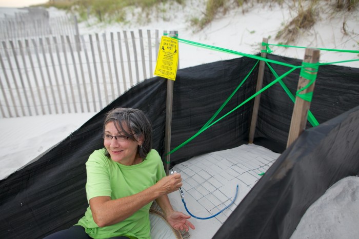 Bonnie Crisp takes a turn at a stethoscope set to listen for the hatching of sea turtles beneath the sand at a nest on the beach of the Gulf of Mexico in Gulf Shores, Ala., Sunday, Sept. 1, 2013. Volunteers with Share the Beach help ensure that the turtles crawl out to the gulf instead of heading toward inland lights.