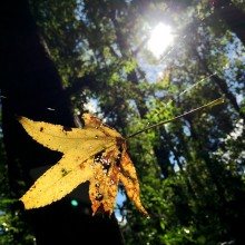 Yellow leaf stuck midair in spiderweb at University of South Alabama trail in Mobile, Ala.