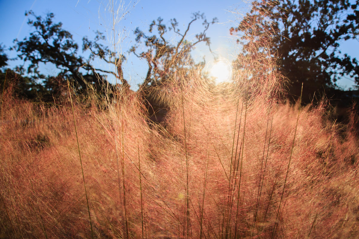 Muhly grass highlighted by sun at the Marriott Grand Hotel in Point Clear, Ala.