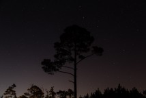 Stars fill the night sky of rural Mobile County, Alabama Nov. 28, 2014.
