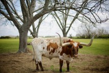 Cattle in a field in Baldwin County, Alabama