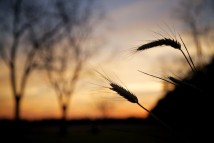 Along Baldwin County Alabama roads, wheat at sunset